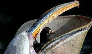 Pelican eating pigeon